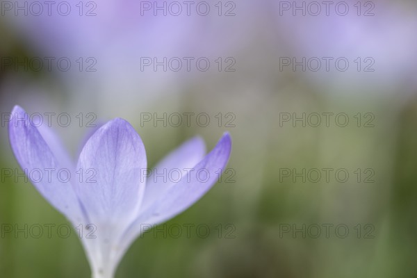 Elfin crocus (Crocus tommasinianus), Emsland, Lower Saxony, Germany