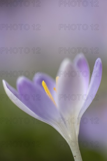 Elfin crocus (Crocus tommasinianus), Emsland, Lower Saxony, Germany