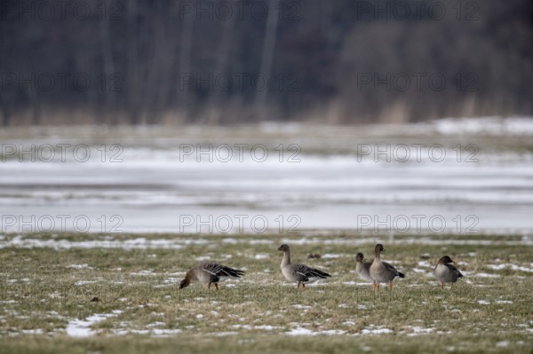 Bean geese (Anser fabalis), Lower Saxony, Germany