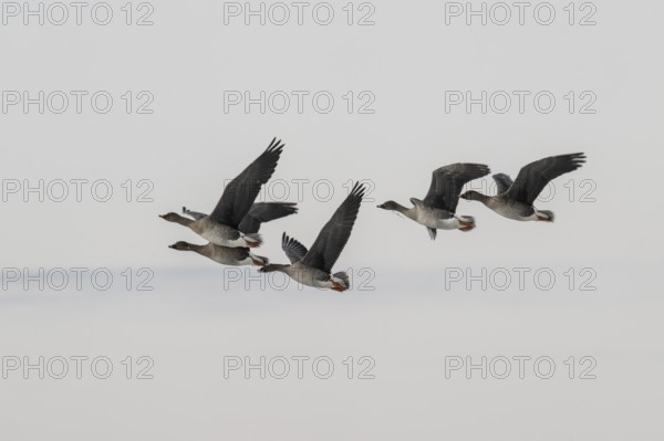 Bean geese (Anser fabalis), flying, Lower Saxony, Germany