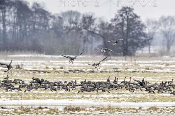 White-fronted geese (Anser albifrons), Lower Saxony, Germany
