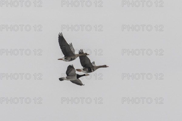 White-fronted Geese (Anser albifrons) and White-fronted Goose (Branta leucopsis), Lower Saxony, Germany