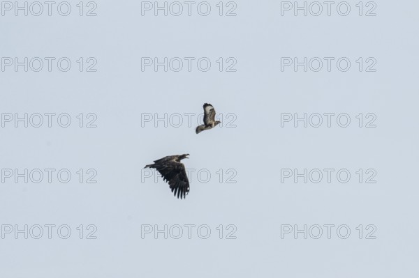 White-tailed eagle (Haliaeetus albicilla) and common buzzard (Buteo buteo), Lower Saxony, Germany