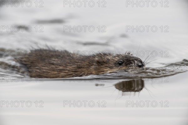 Muskrat (Ondathra zibethica), swimming, Emsland, Lower Saxony, Germany