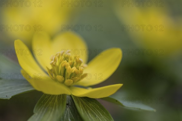 Winter aconites (Eranthis hyemalis), Emsland, Lower Saxony, Germany
