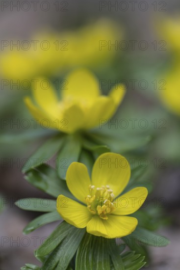 Winter aconites (Eranthis hyemalis), Emsland, Lower Saxony, Germany