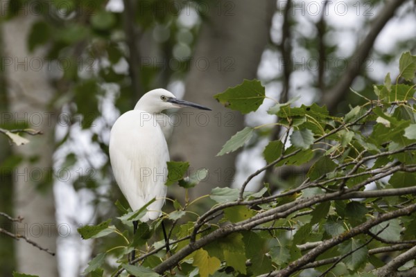 A majestic Little Egret stands elegantly on a branch surrounded by lush green leaves, showcasing its white plumage and slender black beak against the soft, blurred background of a densely wooded area