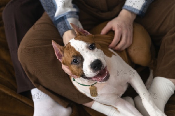 From above top view a cropped unrecognizable couple enjoys time with their cheerful Staffordshire Terrier puppy dog, focusing on the happy, smiling face of the pet