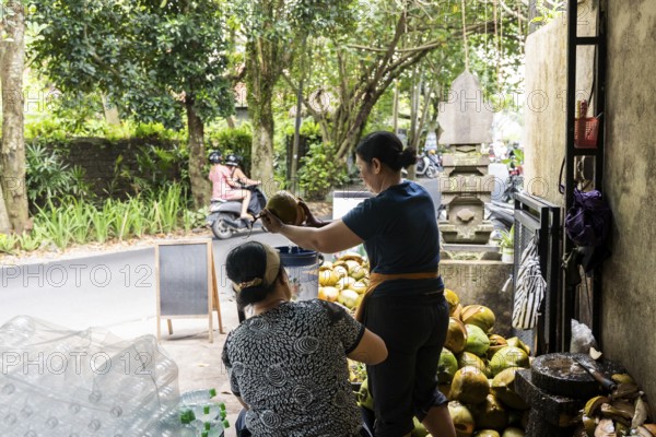 Two women open coconuts on a lively tropical street. Surrounded by greenery and motorbikes, the scene captures the essence of daily life and local culinary traditions