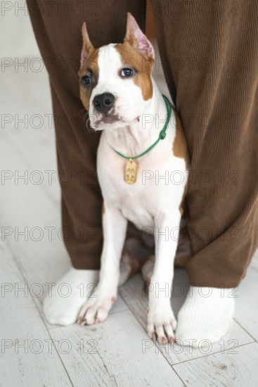 A young brown and white Staffordshire Terrier puppy dog wearing a green collar sits calmly between anonymous person's legs, visible only from the knees down, on a textured wooden floor