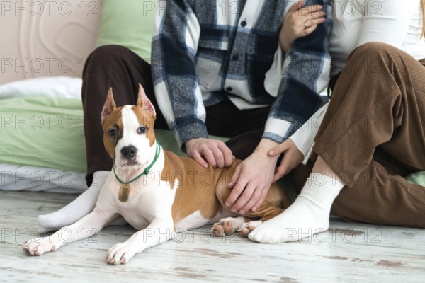 A gentle moment with cropped unrecognizable a man and woman sit together on the floor at home, affectionately touching their young dog, which is looking at the camera