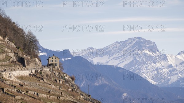 A scenic view of Lavaux Vineyards on a sunny winter day, showcasing terraced fields, a remote house, and the snowy Alps in the background with Lake Geneva