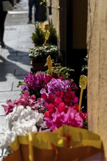 Vibrant pink and white flowers displayed for sale in yellow pots on a sunlit sidewalk, adding a touch of color to the urban setting