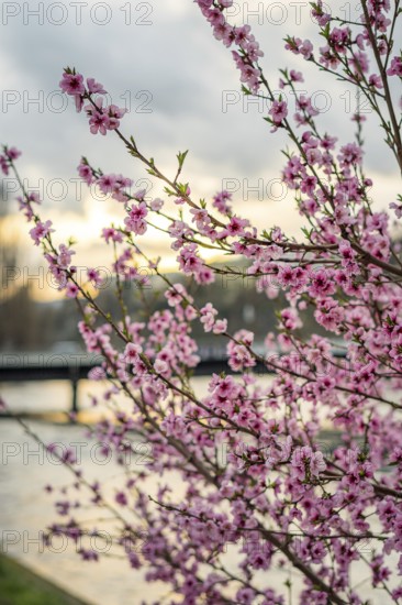 Vibrant pink blossoms bloom on branches during a peaceful spring evening in Geneva, with a softly blurred background suggesting a riverside setting