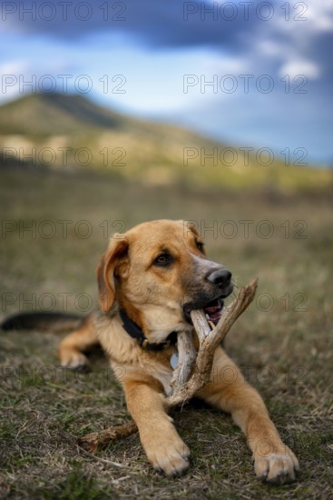 A playful dog lies in a grassy field in Greece, chewing on a stick. The backdrop features beautiful mountains and a partly cloudy sky, capturing a moment of joy and freedom