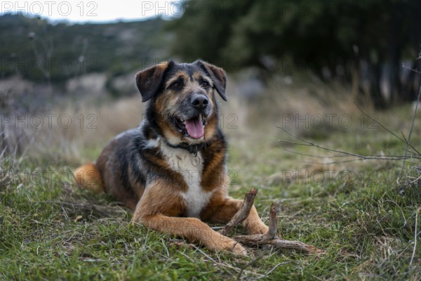 A content dog lies on the lush grass of a serene Greek field, holding a stick. The tranquil setting highlights nature's beauty and the joy of outdoor playtime