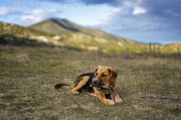 A brown and black dog lies on grass, chewing a stick against a backdrop of Greek mountains. The blue sky enhances the serene and natural atmosphere