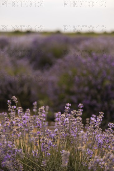 A serene field of blooming lavender stretches endlessly, showcasing vibrant purple hues and delicate blossoms. The tranquil setting evokes a sense of peace and natural beauty