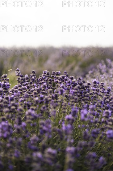 A tranquil lavender field in full bloom with delicate purple flowers stretching to the horizon. A bee hovers nearby, adding life to the serene scene