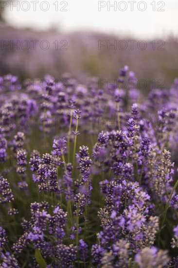 A mesmerizing lavender field displays its vibrant purple blooms, creating a serene and fragrant atmosphere. Perfect for nature and floral themed projects