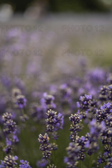 A lavender field in full bloom, showcasing vibrant purple flowers. The gentle blur in the background creates a dreamy and serene atmosphere, perfect for relaxation themes