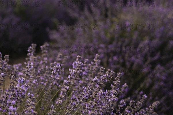 A stunning close up of a lavender field in full bloom, showcasing the vibrant purple flowers and lush green stems. The image captures the essence of natural beauty and tranquility