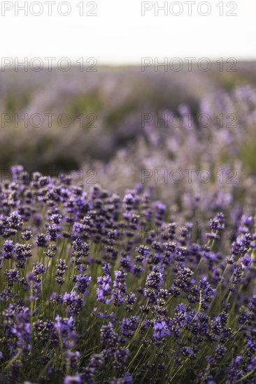 A picturesque lavender field in full bloom, captured under a clear sky at sunset. The purple flowers create a serene and beautiful landscape, perfect for relaxation and inspiration