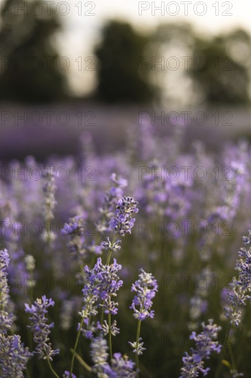 A picturesque lavender field at sunset, capturing the serenity and natural beauty of blooming lavender flowers. The warm light creates a soothing and peaceful ambiance