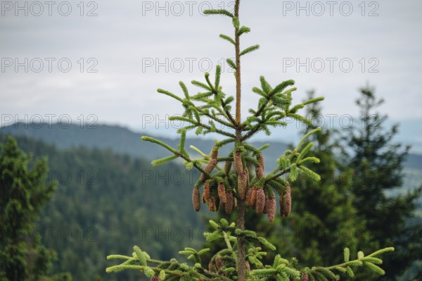 Close-up of pine cones on a tree against the backdrop of the forest-covered hills in Bachledka, Slovakia
