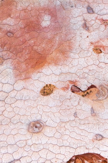 This image showcases an abstract and vibrant pattern of cracked rocks with contrasting red and white hues, ideal for backgrounds or texture references