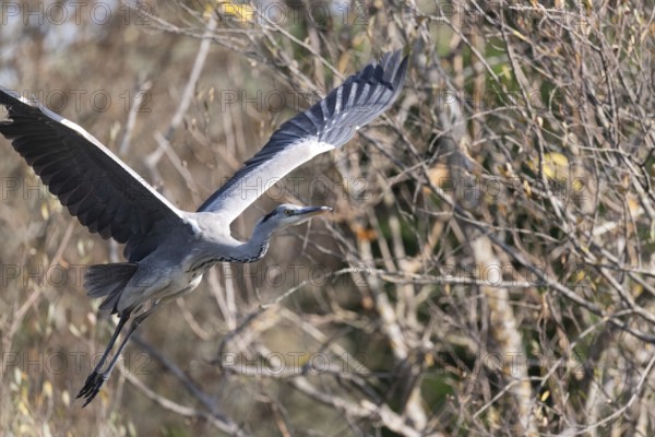 A graceful heron soars through the air with its wings fully extended, set against a backdrop of autumn foliage. The scene captures the elegance of the bird mid-flight