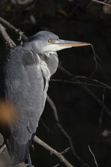 A close-up shot of a heron perched on a tree branch, highlighting its elegant feathers and sharp beak against a dark background, emphasizing its majestic presence