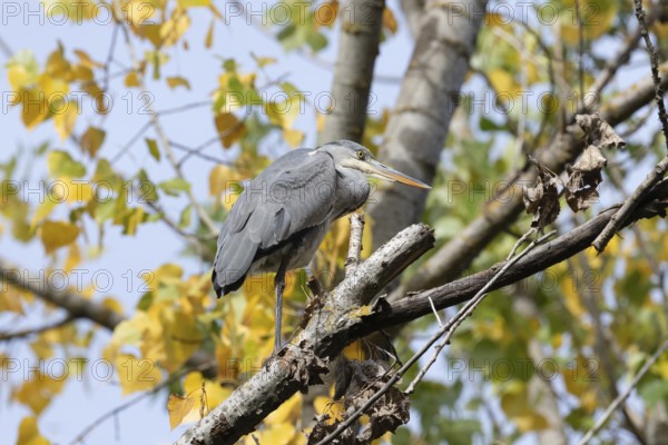 A heron balances gracefully on a tree branch surrounded by vibrant autumn leaves. The serene forest backdrop highlights the bird's elegance and connection with nature