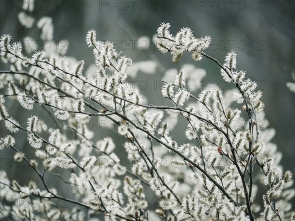 Close-up view of willow catkins against a soft, blurred background, highlighting nature's tranquil beauty