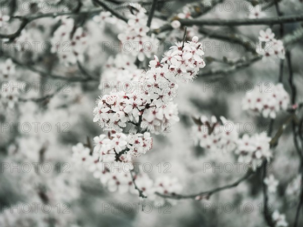 An ethereal display of delicate white blossoms, set against a soft gray backdrop, encapsulating the serene beauty of nature in spring