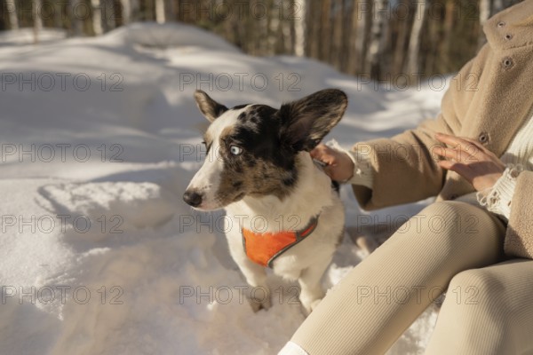 A cropped unrecognizable woman enjoys a serene winter walk in the forest with her Border Collie. The dog, dressed in an orange coat, looks up while its distinct multicolored eyes sparkle under the sunlight