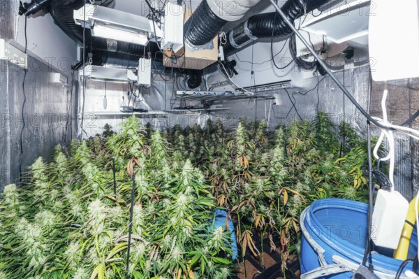 Detailed view of an indoor marijuana farm with fully grown cannabis plants, equipped with high-intensity grow lights, ventilation ducts, and reflective walls to optimize growth