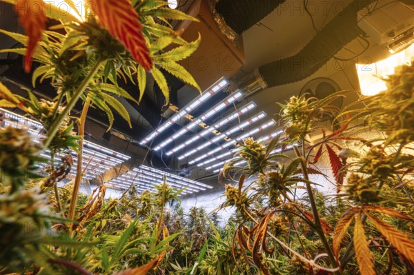 Wide angle view of a modern indoor marijuana plantation. The photo showcases vibrant cannabis plants growing under energy-efficient LED lighting