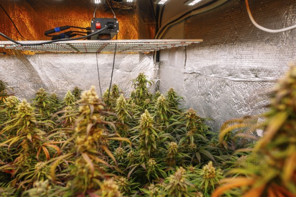 An indoor cannabis plantation with mature plants, featuring reflective insulating walls, LED grow lights, and advanced cultivation technology