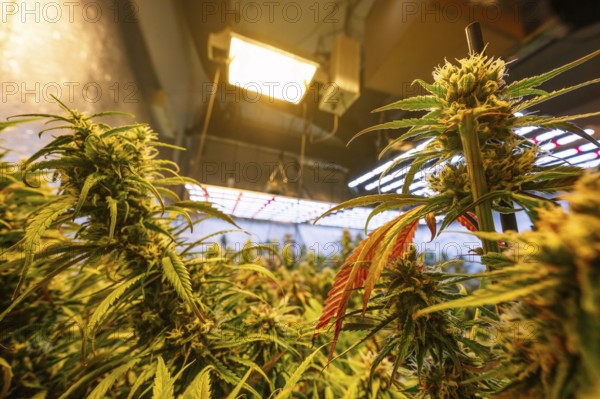 Lush cannabis plants flourishing under artificial lighting in an indoor marijuana farm, showcasing advanced cultivation techniques