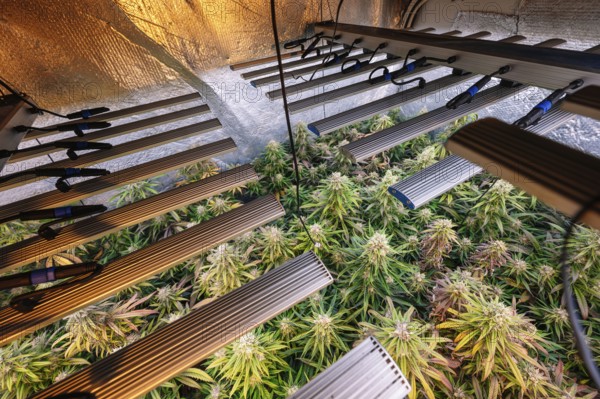 Advanced indoor marijuana plantation showcasing healthy cannabis plants under LED grow lights, surrounded by reflective material to enhance light distribution