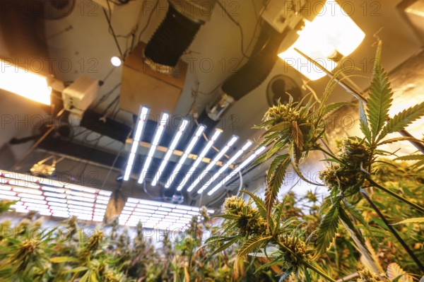 An indoor marijuana plantation illuminated by high-intensity artificial lights, showcasing rows of mature cannabis plants