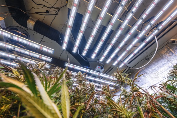 Low-angle view of a marijuana plantation under advanced LED lights, showing modern agriculture techniques for optimized growth