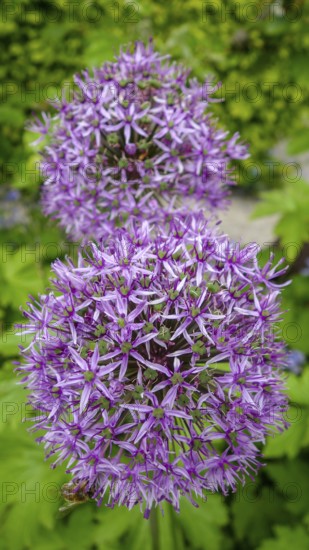 A detailed image showcasing the vibrant purple blooms of Allium Hollandicum, set against a natural green backdrop, highlighting the intricate star-shaped flowers