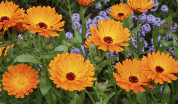 A bright and colorful display of Calendula officinalis, commonly known as Pot Marigold, showcasing vivid orange petals and contrasting deep red centers in a lush garden setting