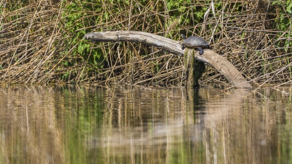 A serene scene featuring a turtle perched on a log surrounded by lush vegetation. The calm water reflects its surroundings, creating a peaceful natural setting
