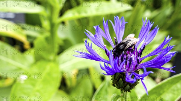 A bee gathers pollen on a sunny day from a striking purple Centaurea cyanus, commonly known as Cornflower