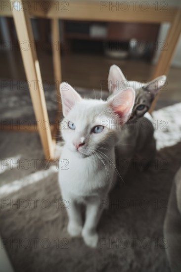 Two cats with striking blue eyes, basking in the gentle sunlight at home. Their curious expressions and relaxed posture convey warmth and tranquility in this domestic setting