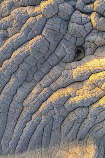 Aerial view of stunning white rock formations resembling waves in an arid landscape in White Pocket. Sparse vegetation adds contrast to the rugged, cracked surface pattern in Arizona, USA