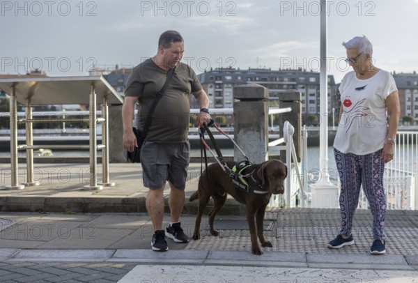 A blind man and senior woman with a guide dog crosses the street. The dog wears a harness, indicating its role as an assistance animal. Urban environment in the background